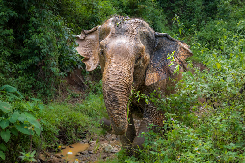Asian Elephant