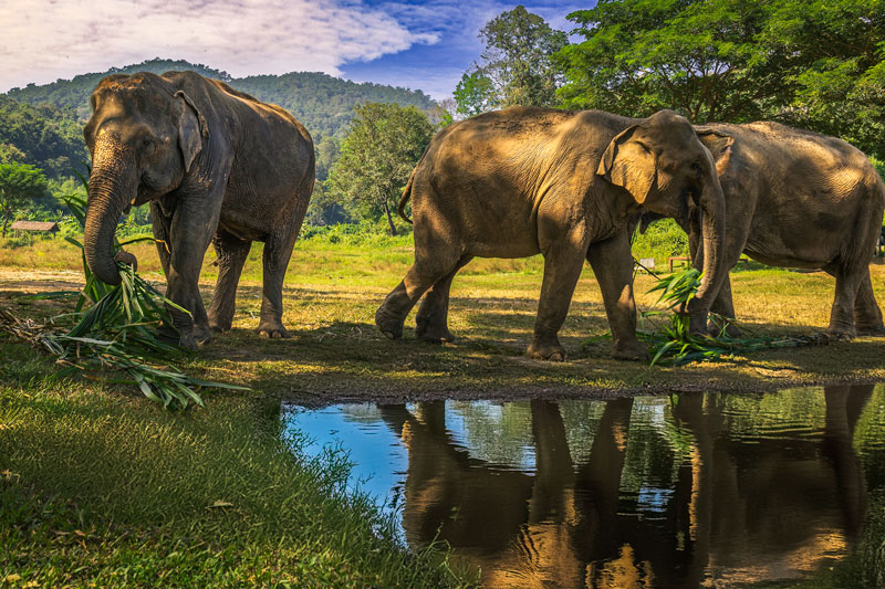Elephants Thailand