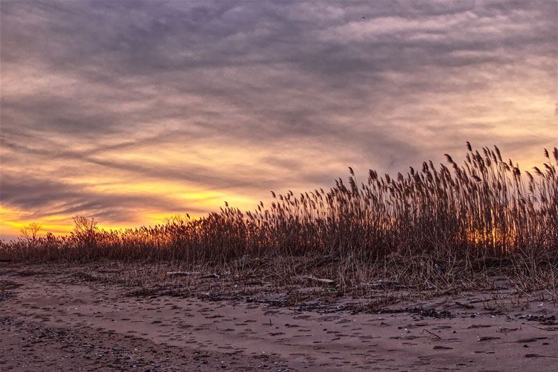 Long island