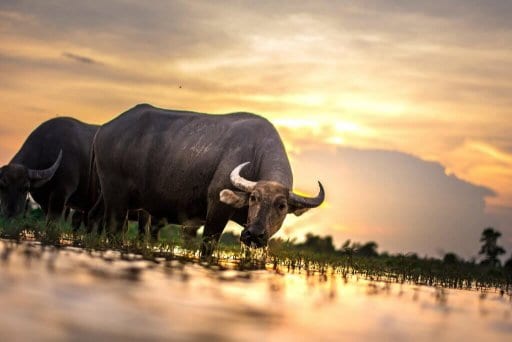 Laos