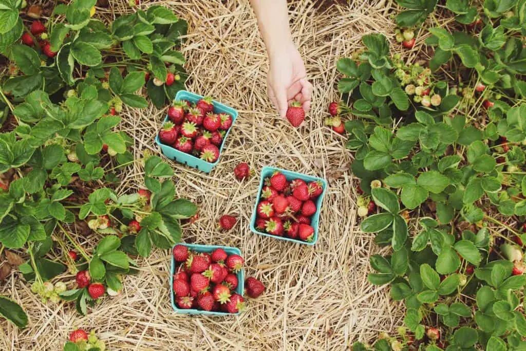 fruit-picking