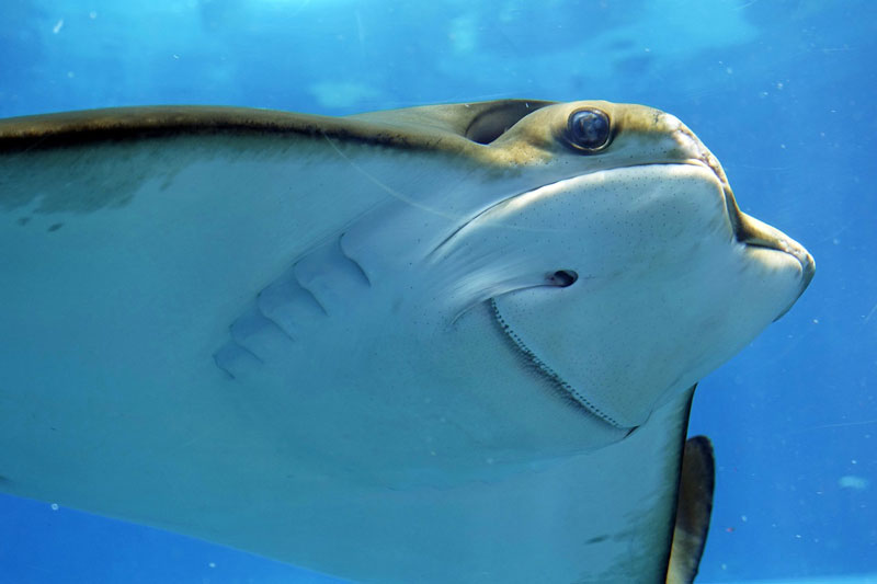 Key West Aquarium