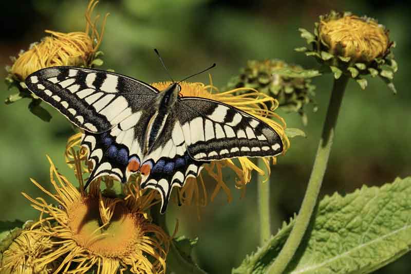Key West Butterfly and Nature Conservatory