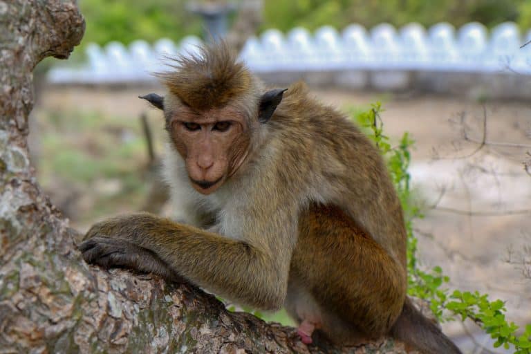 Sri-Lanka-Monkey