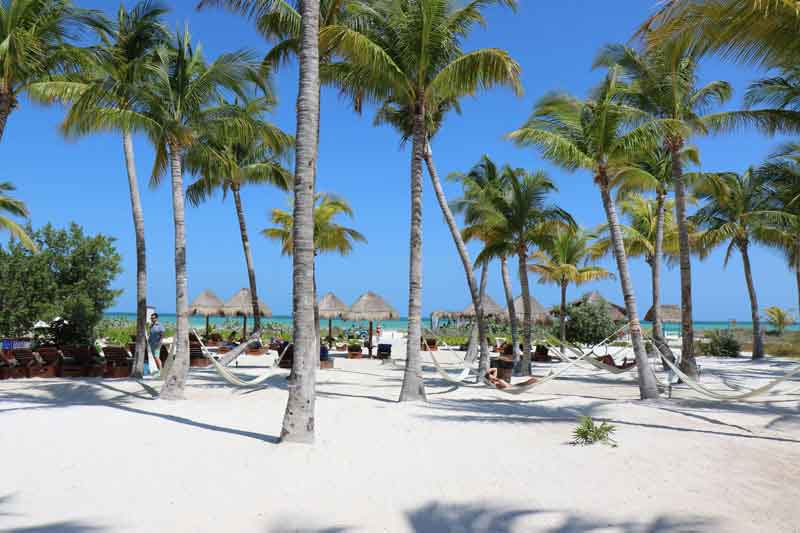 Holbox-Palm-Tree