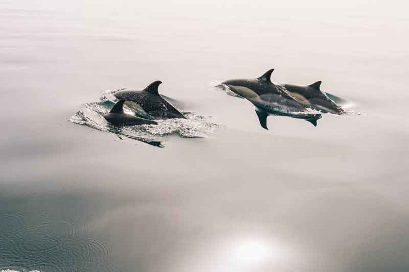 Wild-Dolphins